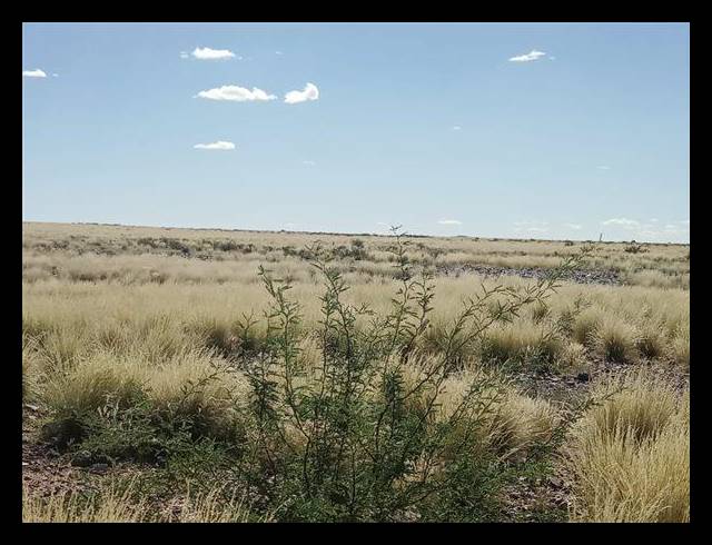 FARM FOR SALE IN KENHARDT